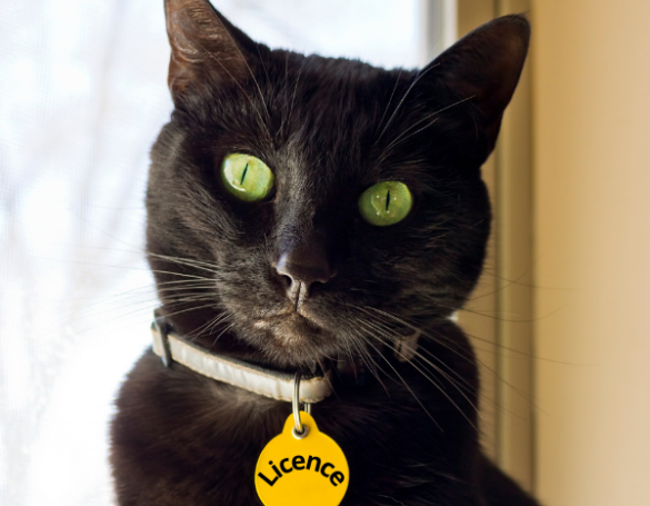 Instauration des licences annuelles de chats